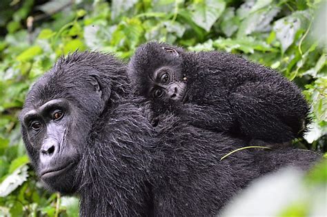 The Congo Rainforest - WorldAtlas