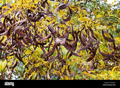 Seed Pods On Acacia Tree Close Up In Autumn Day Stock Photo 61510264