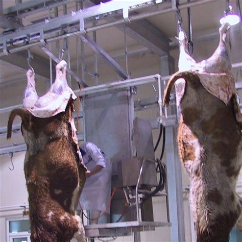 Buffalo Abattoir Machine For Halal Cattle Slaughterhouse With Meat