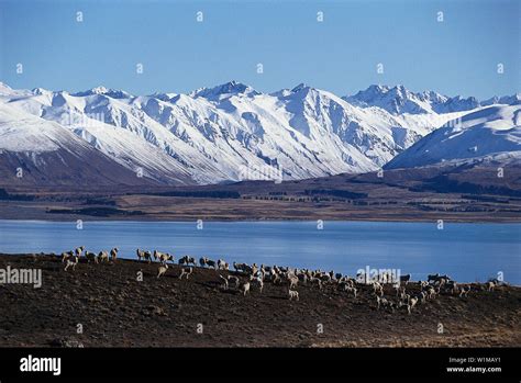 Lake Tekapo - South Island New Zealand Stock Photo - Alamy