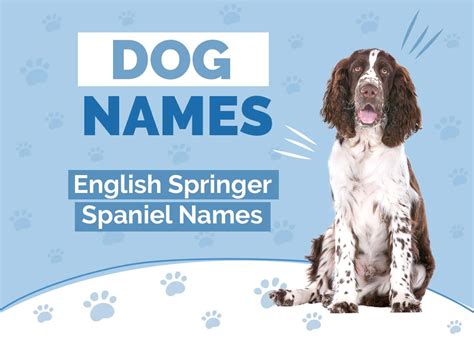 137 Amazing English Springer Spaniels Names Ideas For Sophisticated