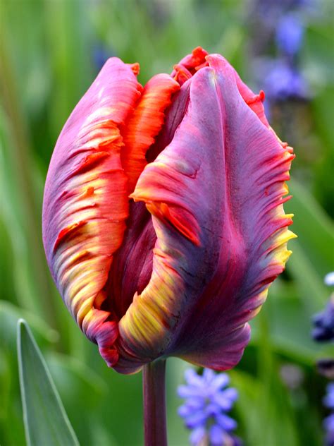 Tulip Rainbow Parrot | Order Your Exclusive Tulip Bulbs at DutchGrown