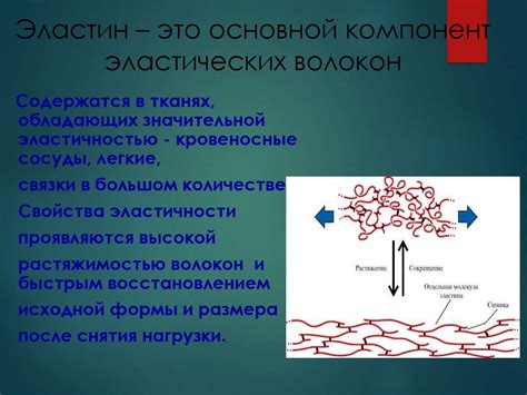 Белки соединительной ткани – коллаген, эластин, протеогликаны ...