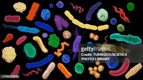 Various Bacteria Illustration High-Res Vector Graphic - Getty Images