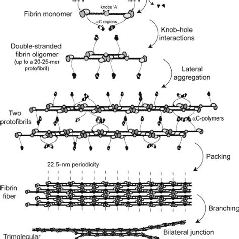 2 Schematic Diagram Of Fibrin Polymerization Fibrinopeptides In The