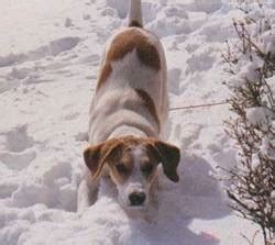 English Foxhound · Hunting Dogs - Dogs Breeds