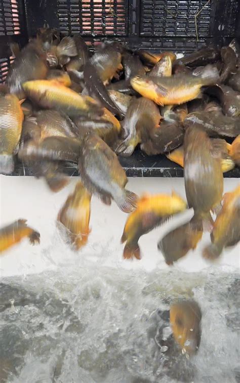 ikan puyu hibrid laris agrimag