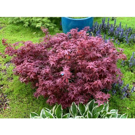 Acero Rosso Giapponese Acer Palmatum Hime Shojo Pianta In Vaso 18 Cm