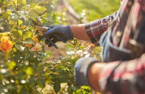 Comment Bouturer Un Rosier Ancien Grimpant Ou Buisson Avec Une Pomme