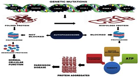 Frontiers Alpha Synuclein Aggregation In Parkinson S Disease