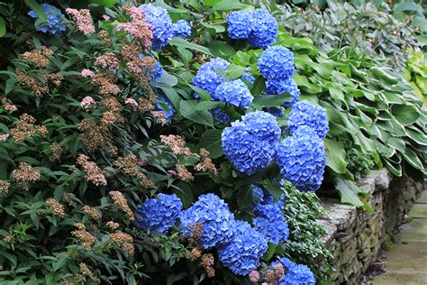 Endless Summer Hydrangea