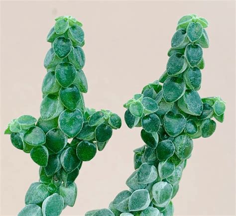 Peperomia Columella 10cm Pot Plantae Orchids And Rare Plants