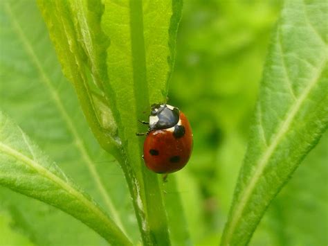 Seven Spotted Ladybeetle Project Noah