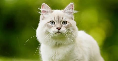 Top Largest Cat Breeds Choosing The Right Cat For You Cats Guide