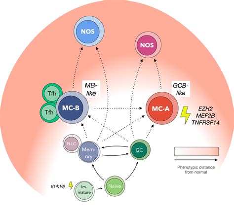 Hypothetical Model Of Fl Genesis Mb Memory B Cell Gcb Germinal Center Download Scientific