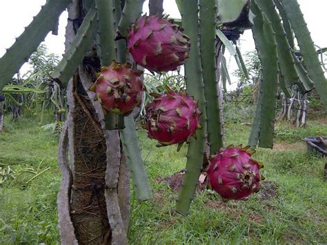 Mudas Pitaya Vermelha Orejona Nicar Gua Raridade C R