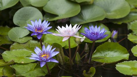 Blue Water Lily Flower Meaning | Best Flower Site