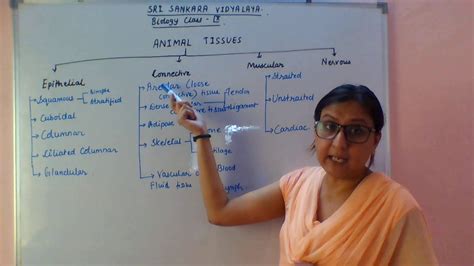 Ix Animal Tissue Flow Chart Youtube