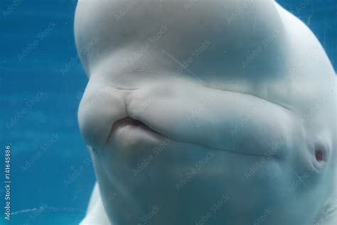 Fantastic Up Close Look at a Beluga Whale Underwater Stock Photo ...