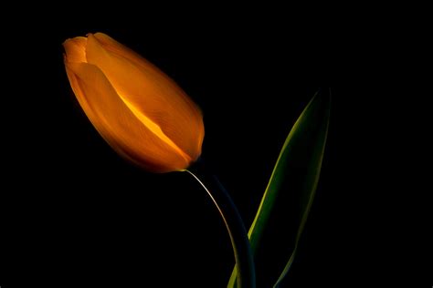 Yellow tulips on Behance