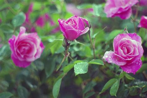 Rosas Gotas De Lluvia Rosado Foto Gratis En Pixabay Pixabay