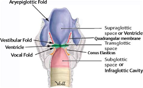 Laryngeal Membrane