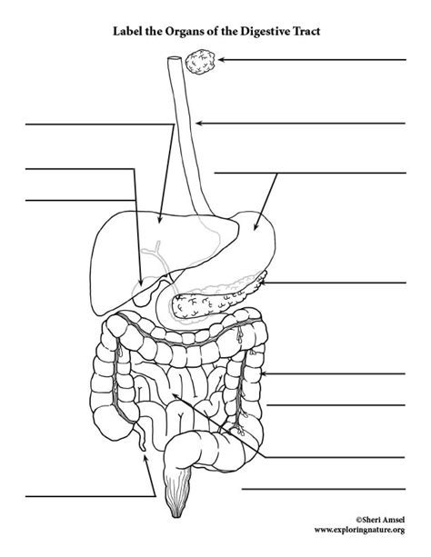 Digestive Tract Labeling Page Elementary