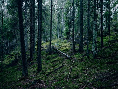 Greenwood on Behance