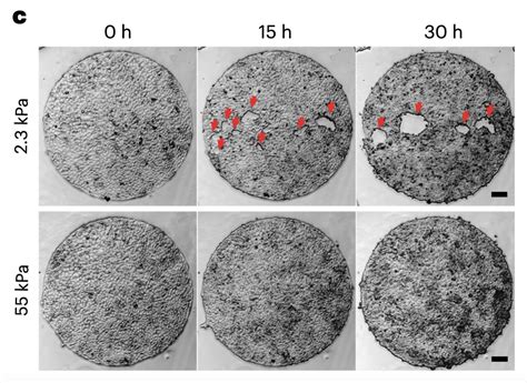 Cell Adhesion And Mechanics Local Contractions Regulate E Cadherin