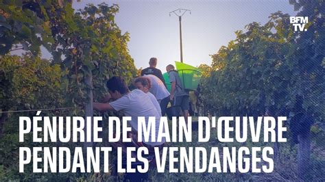 Dans le Bordelais les vignerons s organisent face à la pénurie de main