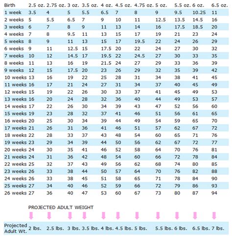 Toy Poodle Growth Chart | Wow Blog