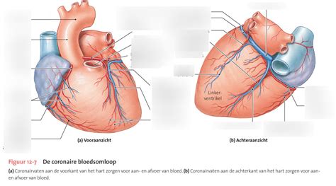 12 7 De Coronaire Bloedsomloop Diagram Quizlet