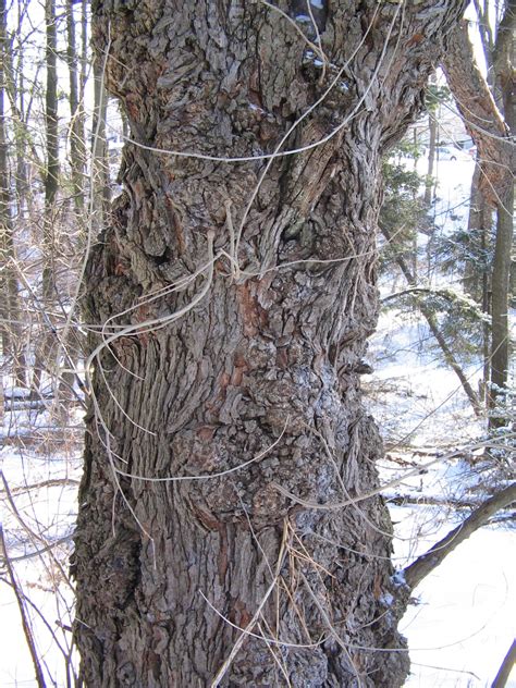 Fruit Trees - Home Gardening Apple, Cherry, Pear, Plum: Fruitless