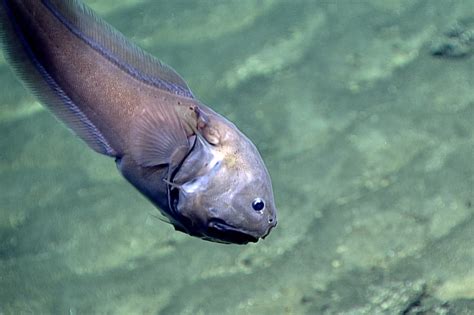 Bony-Eared Assfish - The smallest brain to body ratio of any vertebrate ...