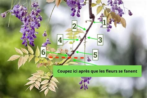 Taille Glycine En Septembre Comment Proc Der Pour Contr Ler La