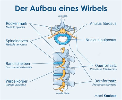 Wirbel Aufbau Lage und Funktion im Körper Medi Karriere