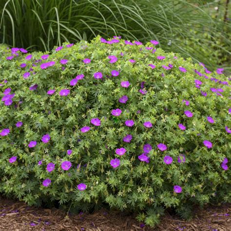 Geranium Sanguineum New Hampshire Purple Perennial Resource