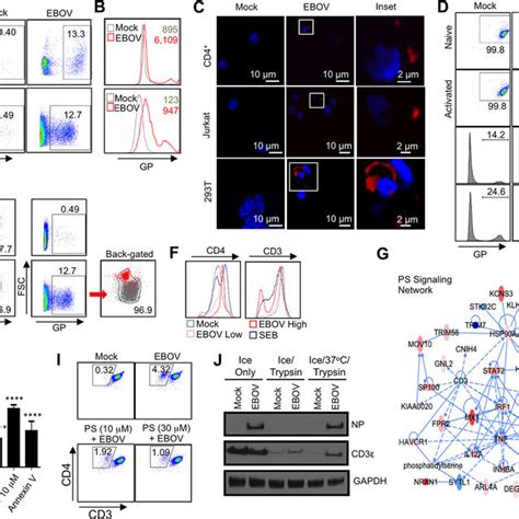 Ebov Activates Cd4 T Cells And Induces The Release Of Inflammatory