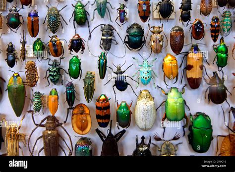 Collection Of Beetles From Around The World The Oxford University