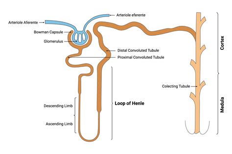 Loop of Henle Science Design Vector Graphic by hamjaiu · Creative Fabrica