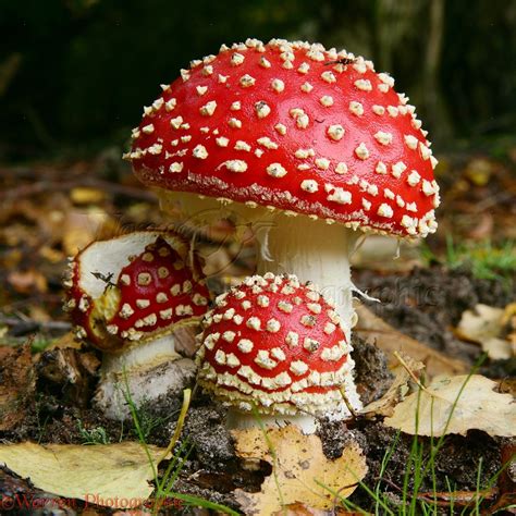 Fly Agaric Photo WP10474