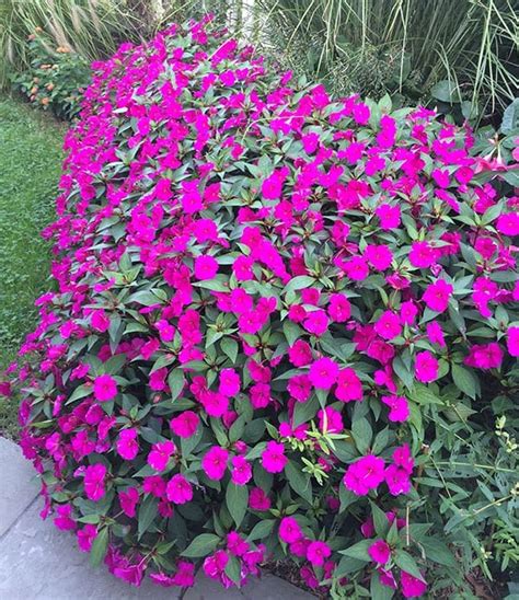 What Are Good Annual Shade Flowers Vinca Catharanthus Roseus Is One