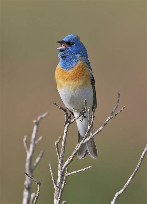 crow feathers | Beautiful birds, Pretty birds, Bunting