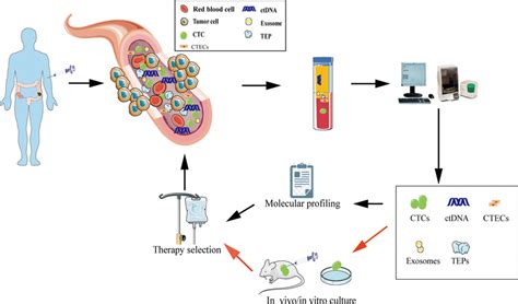 Liquid Biopsy In Crc Patients Ctcs Ctdna Exosomes Ctecs Teps Can Download Scientific