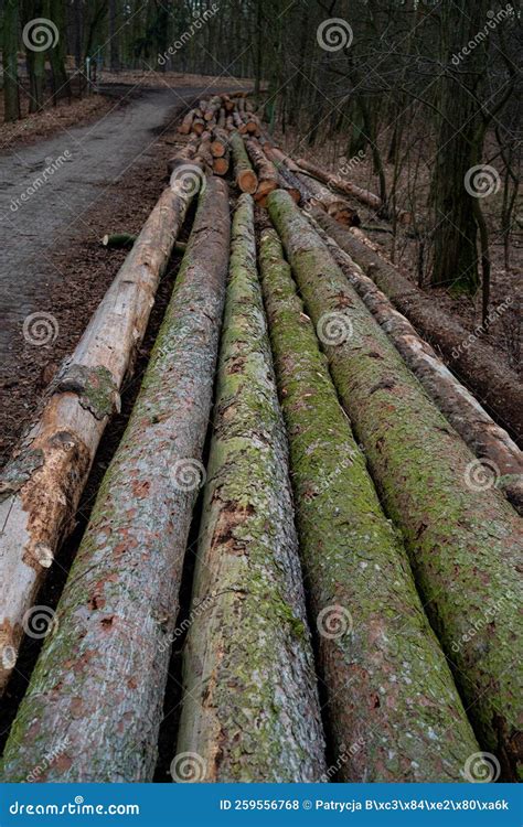 Felled Trees In The Forest Overgrown With Moss Wooden Logs Stock