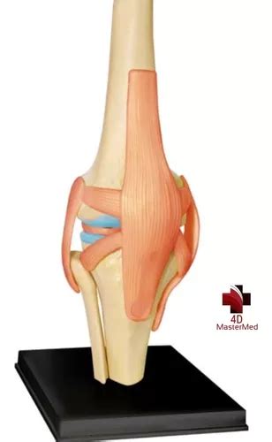 Anatomia Joelho Articulações Modelo Estudo 4d Mastermed Frete grátis