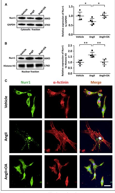 Figure 1 From Oleic Acid Attenuates Ang II Angiotensin II Induced