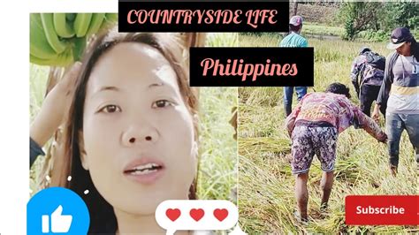 The Process Of Harvesting Rice Countryside Life In Iloilo 🇵🇭🇵🇭part 1