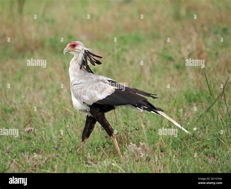 Secretary Bird Sagittarius Serpentarius A Terrestrial Raptor Of Eagle