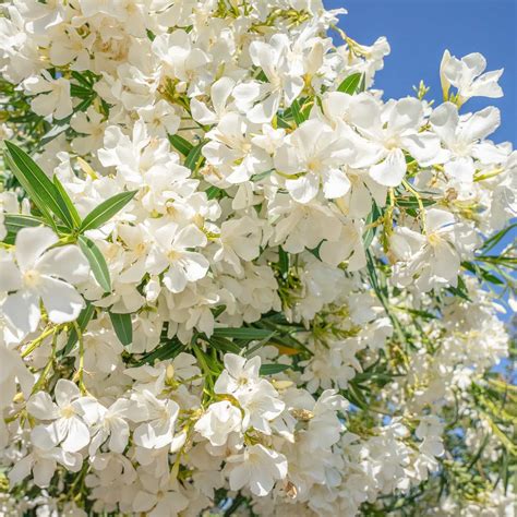 white flower oleander 5